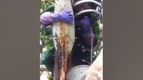 تلاوة رائعة من سورة النحل.القاريء عبدالمنعم عبدالمبديء