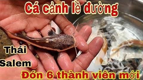 150k mua được gì xe cá dạo-Thái Salem đón Hổ,Kim Ngân,chùi kính,trê Hồng vĩ