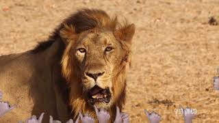 אריה שואג לילדים בעברית 🦁 בעלי חיים בטבע