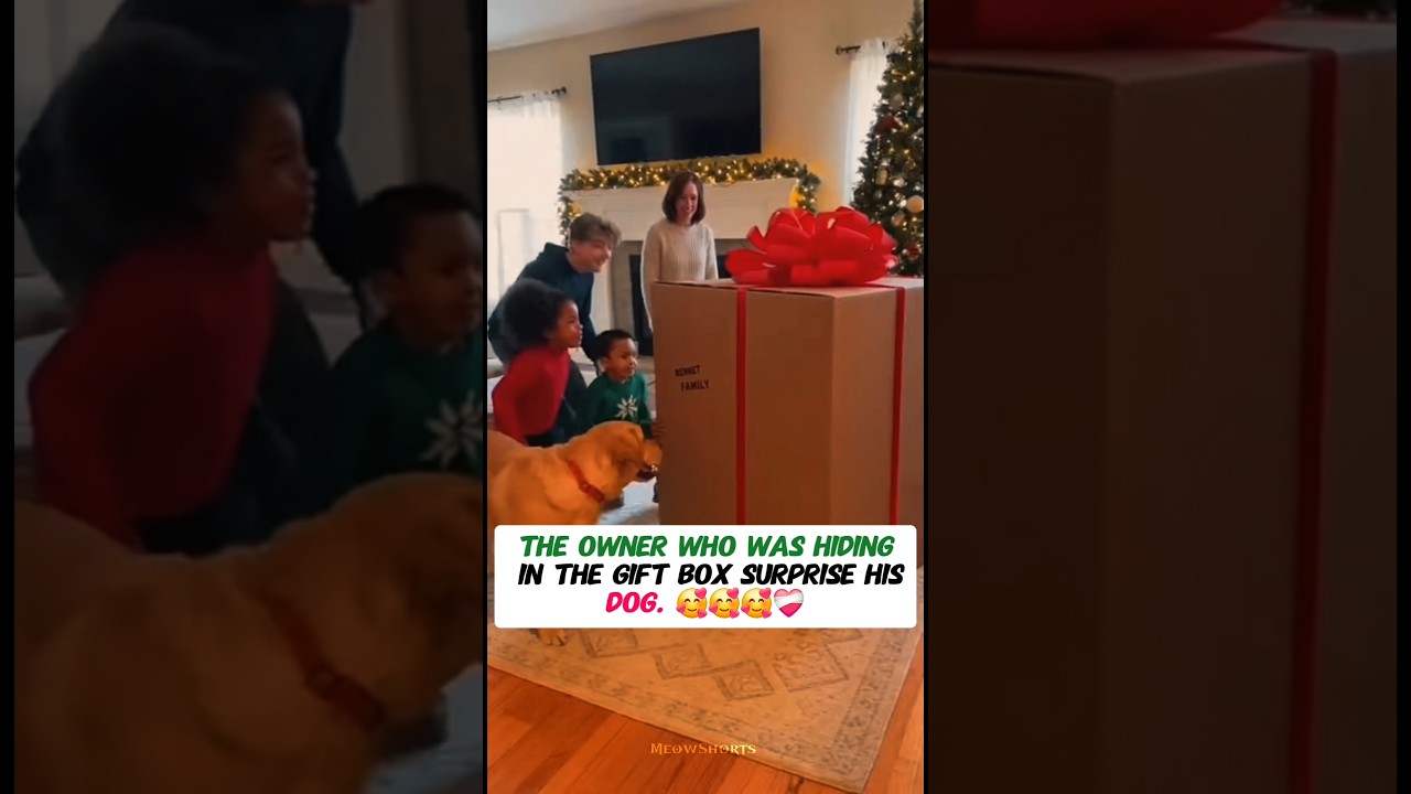 "The soldier who was hiding in the gift box surprise his dog.🎁❤️‍🩹 