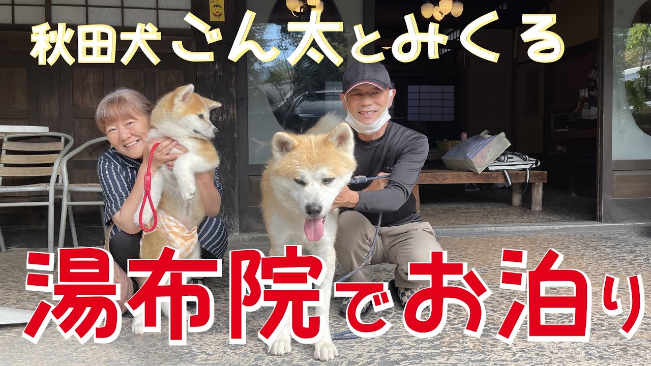 湯布院でお泊り♬　秋田犬【ごん太 と みくる】　榎屋旅館