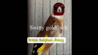 Best Switty Goldfinch Song
