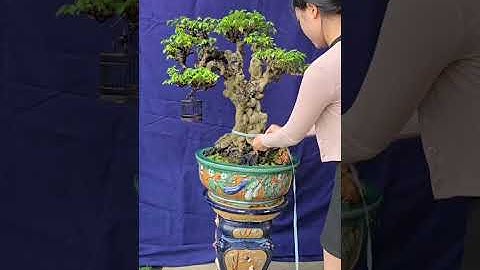 Bonsai Ứng | Giao lưu cùng ace cây khế. Ace xin liên hệ 0934 094 679 Ứng. Xin cảm ơn !!!
