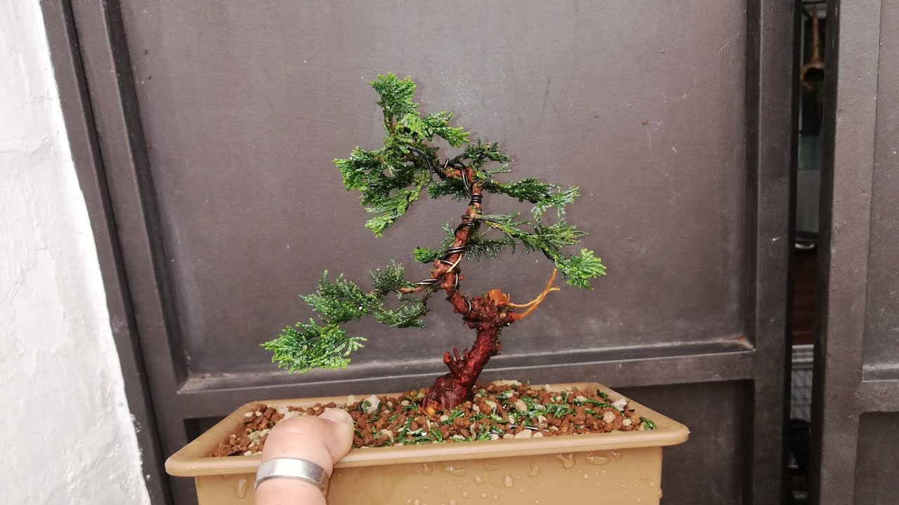 De vivero a bonsi. Chamaecyparis obtusa nana.