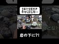 岩の下に居た生物とは… #釣りせんば#高級魚#