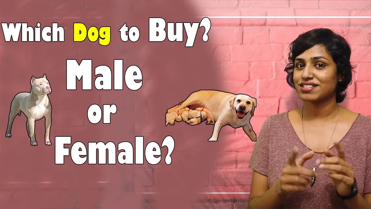 Which Dog to Buy? | Male or Female | Which is Easy & Profitable | Hindi