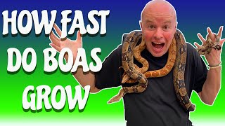 How Fast Do Red Tail Boas Grow -  3 stages of Growth Net Worth