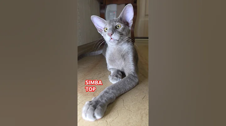 Video 9186061: oriental cat kitten, funny oriental cat, cat kitten pets funny