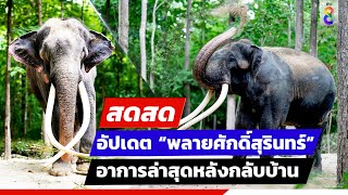 LIVE! อัปเดตสุขภาพ “พลายศักดิ์สุรินทร์” วันที่ 8 | สดสด | ข่าวช่อง8