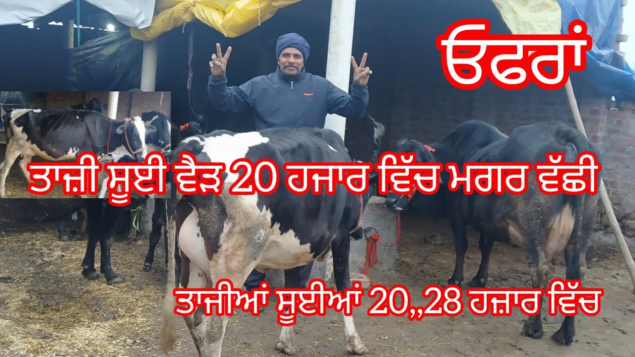 ਤਾਜੀ ਸੂਈ ਵੈੜ 20 ਹਜਾਰ ਵਿੱਚ ਮਗਰ ਵੱਛੀ ਚੰਗੀਆਂ ਵੈੜਾ ਨਿੱਕੇ ਨਿੱਕੇ ਮੁੱਲ ਲੁੱਟ ਲਓ ਮੇਲਾ /cow for sale 