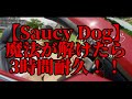 【広告なし】魔法が解けたら 3時間耐久!!【Saucy Dogs】【3時間耐久】