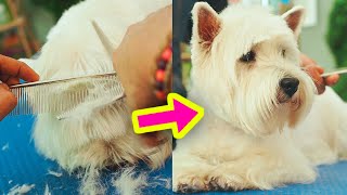 : !AHORA EST'A PRECIOSO!  WESTY va a la PELUQUER'IA CANINA