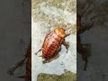 Amazing Cockroach Sound Discoveranimals 
