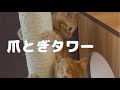 【猫の便利グッズ】キャットタワーで猫の爪とぎ対策，猫の爪とぎしつけは難しい？？