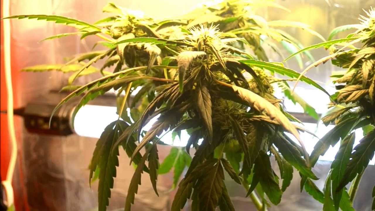 Snapshot 2 Indoor Cfl Cannabis Grow Cabinet Experiment Closet