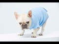 Sustainable Everyday Pet Apparel Basics | Eco-Friendly Pet Wear |Taiwan-Made | Fanterco