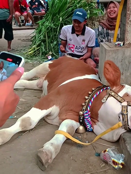 Sapi limosin sapi simental sapi brahman #sapi #shorts