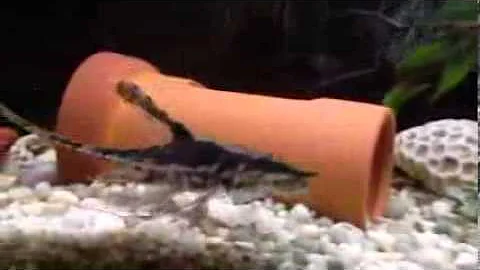 ブラックゴーストにおすすめの隠れ家