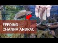 Feeding channa andrao fish  snakehead indonesia  shortaquarium shorts