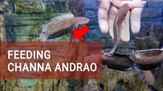 Feeding Channa Andrao Fish | Snakehead Indonesia  #shortvideo #aquarium #shorts