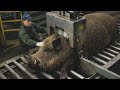 Inside the Modern Computerized Wild boar  Leather Processing Factory | How Soft Skin Turned Into.