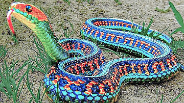 15 Rarest Snakes In The World