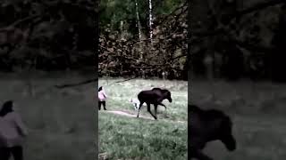 Лось В Парке Играет С Людьми И Собакой