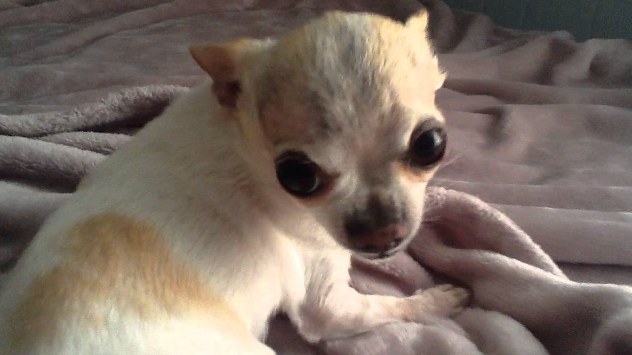 Cute Angry Chihuahua Youtube