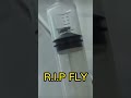 R.i.p fly