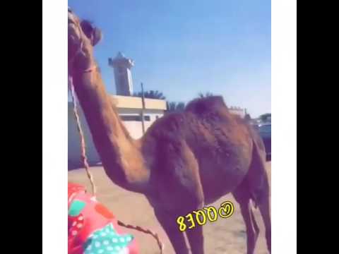 هاتوا الحاشي 