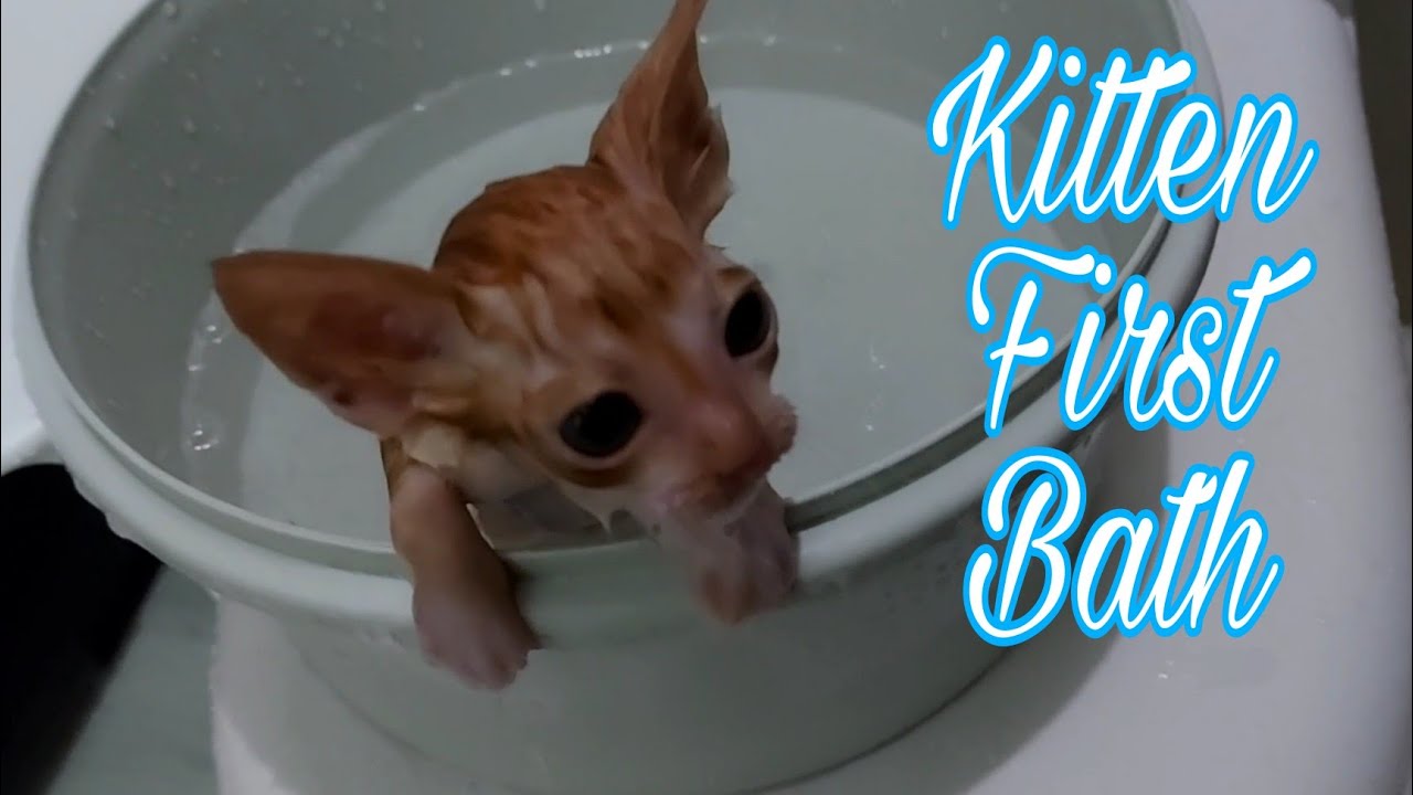 KITTEN'S FIRST BATH, CLEANING HIS WOUNDS AND HE MEOWS A LOT | @furbabes5106