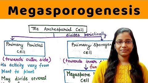 Megasporogenesis ( in detail ) | development of ovule | Megaspore haustoria | Mamelon