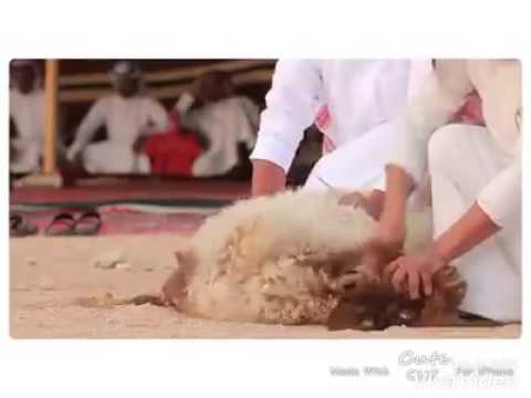 شيلة هب البراد وزانت النفسية