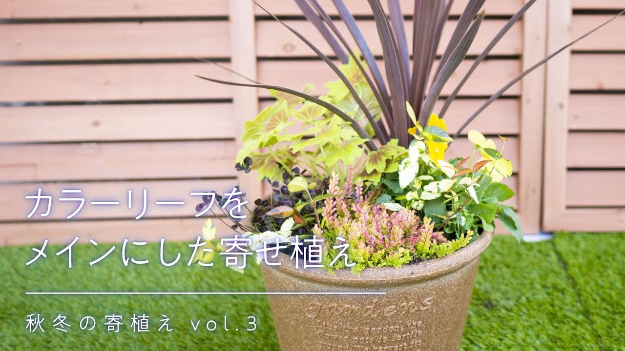 秋冬の寄せ植え カラーリーフをメインにした寄せ植え Youtube