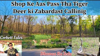 Shop Ke Aas Pass Tha Tiger Deer ki Zabardast Callinig