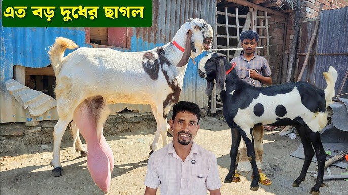 Juda chiroyli shirinlik bilan jinsiy aloqa Qizning yuzida mushuk bilan otirgan ayolning porno videosi