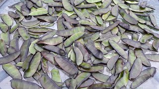 How to harvest hyacinth beans | gardeners world 2020 uk