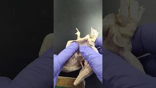 DOCEGG SHEEP Heart Practical video 2026 #anatomy #science #biology