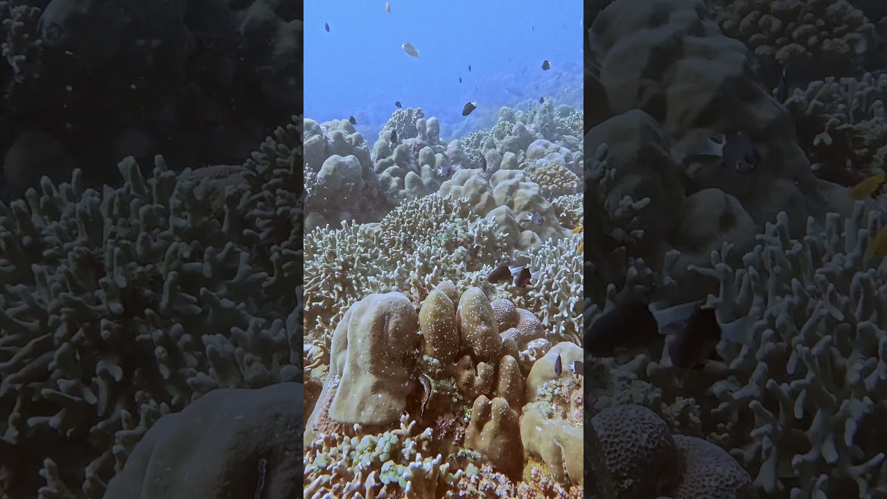 Reef Dwellers | Talk to the Fish 