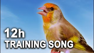 Goldfinch Mule - The Best Singing