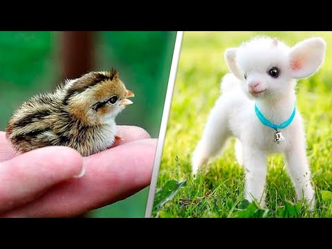 可愛い動物の赤ちゃんトップ11