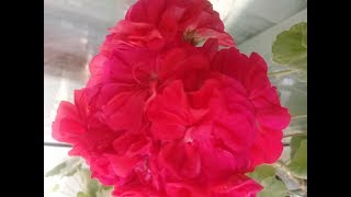 Видео Правильный уход за геранью / Секреты ухода/ Обилие цвета / 1 часть (автор: Elza IIechi)