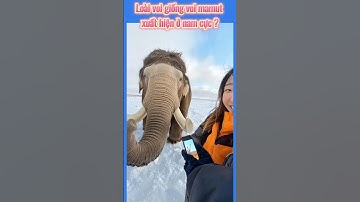 Chú voi con.voi mamut#videos #viralvideo #tintuc #ai #shortvideo #shorts#dongvat#voi #cybercreatures