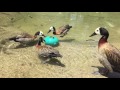 White faced whistling ducks with enrichment