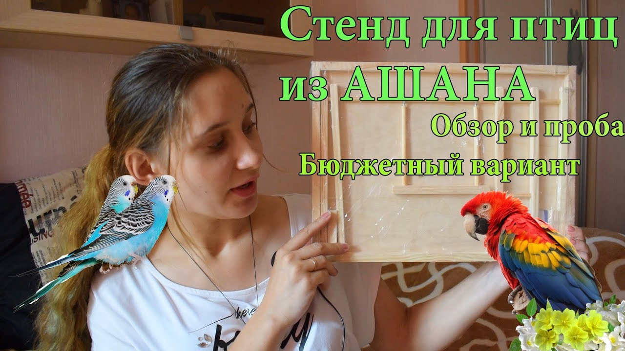 БЮДЖЕТНЫЙ СТЕНД ДЛЯ ПОПУГАЕВ ИЗ АШАНА ► ОБЗОР И ПРИМЕНЕНИЕ