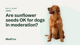 Are sunflower seeds OK for dogs in moderation?