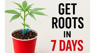 How to get clones rooted in 7 Days | how to clone