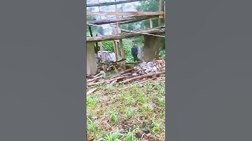 The process of demolishing a wooden house = a good approach to increase efficiency