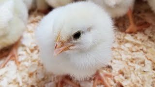 The Beginner's Guide To Raising Chicks (Days 1-14)