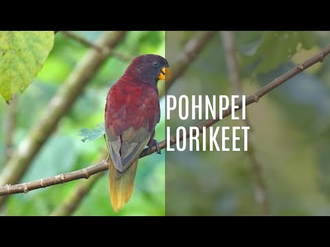 Pohnpei Lorikeet (Trichoglossus Rubiginosus)